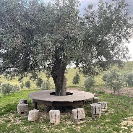 Filaris * וילסימיוס